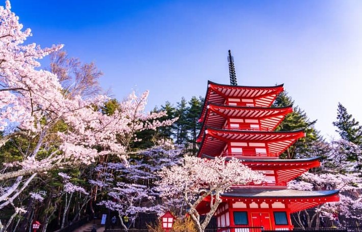 Kunjungan Musim Semi Jepang, Penuh dengan Warna Bunga